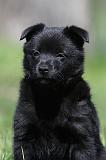 SCHIPPERKE 764